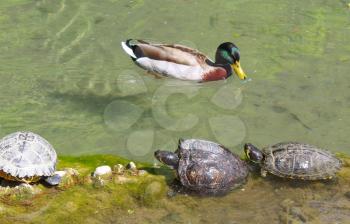 male wood duck in water with turtles