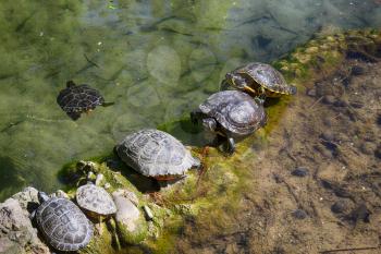 Water brown turtles basks on the stone