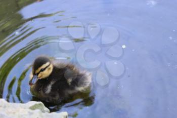 wild duckling in the water near the shore