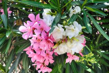 Pink and white oleander or Nerium flower blossoming on tree