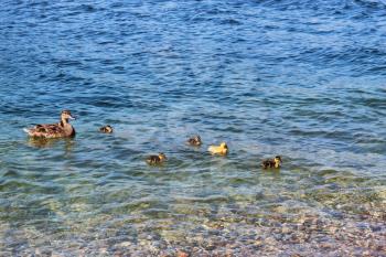 ducklings with duck.  Mother duck with ducklings