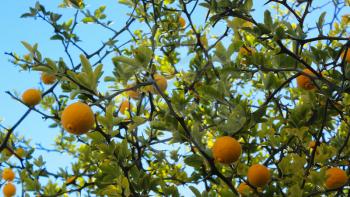 ripening lemon fruit. Lemon tree with fruit against a blue sky 