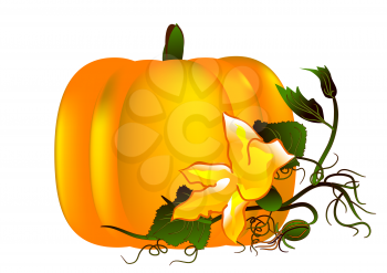 pumpkin abstract design illustration on white background.
