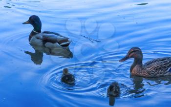 Couple of mallard duck are swimming in the lake
