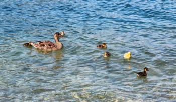 Ducklings on the Water. Ducklings swimming in a pond with their family.