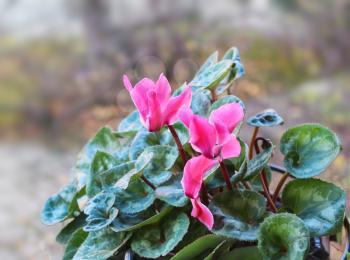 Spring blooms of pink cyclamens. Cyclamen hederifolium