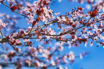 flowering plum tree on a background of blue sky