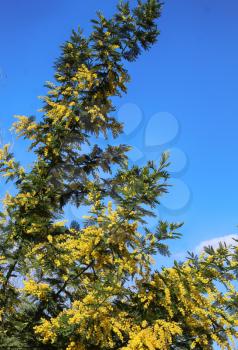 Acacia dealbata ( mimosa ) tree with bright yellow flowers against blue sky on sunny spring day