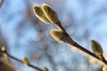 pussy willow spring buds. march tree branch background.