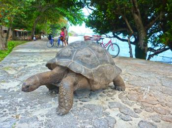 One Giant Turtle on Seychelles, Indian Ocean, Africa