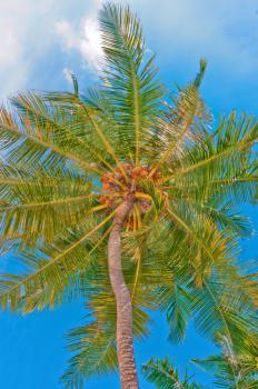Scenic view of coconut palm tree, Indonesia, Southeast Asia