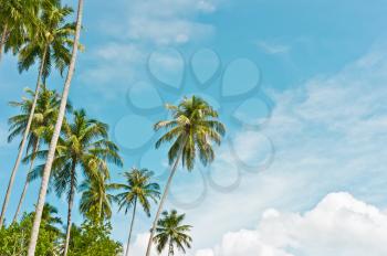 Palms on on sky background, Banyak Archipelago, Indonesia