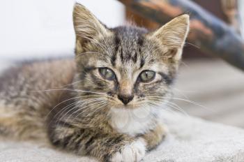 Close up Portrait of Cute Tabby Kitten