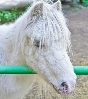 Portrait of nice white pony with plaits