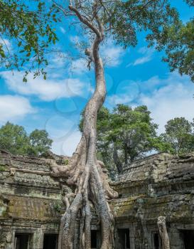 Royalty Free Photo of a Big Tree at Ta Prohm Temple, Angkor Wat, Cambodia, Southeast Asia