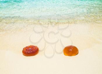 Two orange jellyfish on a white sand beach
