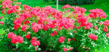 Blossoming bush of red roses in a garden