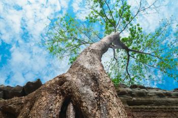 Big tree in Ta Prohm Temple, Angkor Wat, Cambodia, Southeast Asia