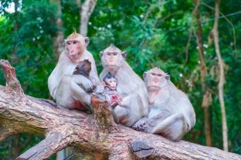 Portrait of monkey family, Cambodia,  Southeast Asia