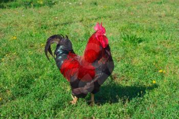 Rooster in grass on traditional free range poultry farm