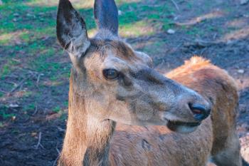 Portrait of Red Deer hind close up