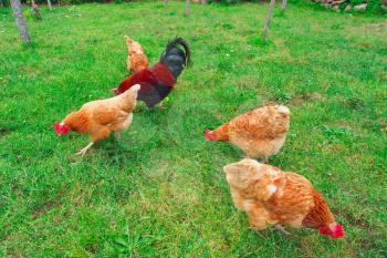Chickens and rooster in grass on traditional free range poultry farm