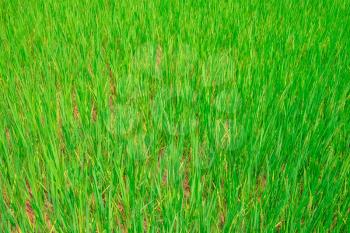 Green rice field in Vietnam, Southeast Asia