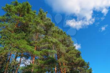 Pine trees on summer day in forest on blue sky background