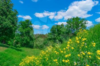 Summer landscape with grass, forest, sky and flowers