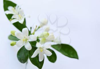 Luxuriantly blooming branch bush murraya, on white