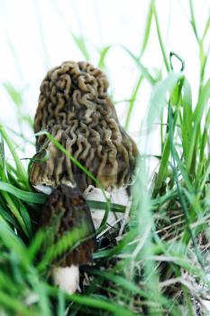 Two wrinkled morels growing in the grass