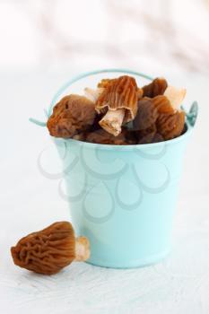 Fresh morel mushrooms in a blue bucket