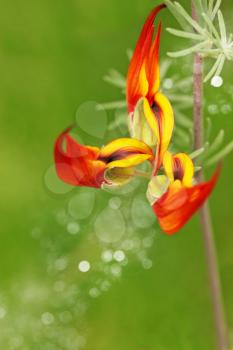 Beautiful exotic bright orange flower, the strelitzia