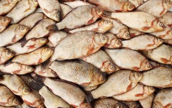 river fish carp on a white background