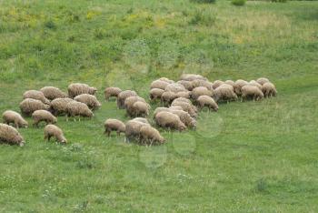 Herd of sheep grazing in a meadow.