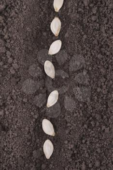 Pumpkin seeds in the ground.