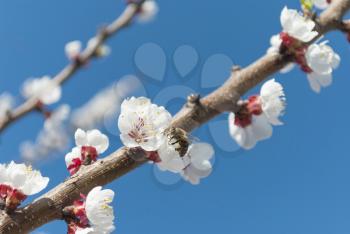Branch of a blossoming apricot on background of sky.