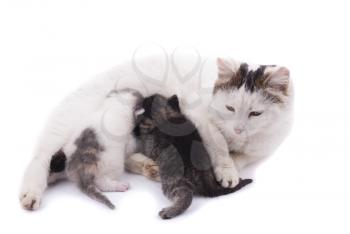 Cat feeding kittens.