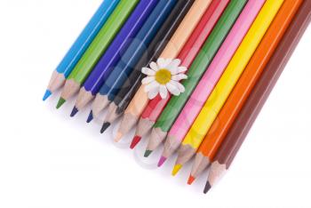 Flower on colored pencils isolated on a white background.