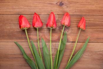 Tulips red on wooden background.