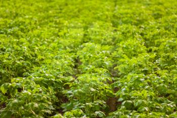 Rows Of Green Potato Plant In Field