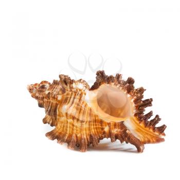 Sea Cockleshell Isolated On A White Background