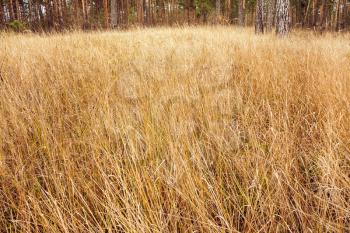 Dry Yellow Grass In Autumn Forest. Russian Nature Fall Landscape Background