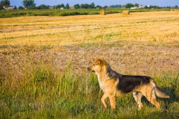 Brown Dog Running In Field Outdoor