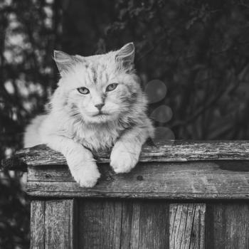 Cat Sitting On A Fence And Looking At Camera. Black and white colors