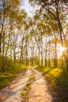 Path road way pathway with trees on sunny day in autumn yellow forest. Sunbeams pour through trees in summer autumn forest. Russian nature