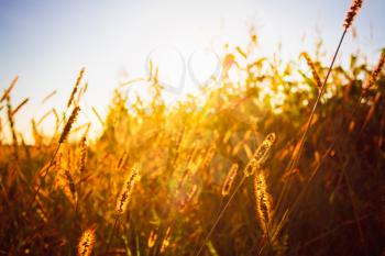 Dry Red Grass Field Meadow In Sunset Sunlight