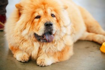 Red Chines chow chow dog close up portrait