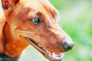 Close Up Red Dog Miniature Pinscher (Zwergpinscher, Min Pin) Head Over Green Grass Background