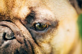Close up eyes Dog French Bulldog